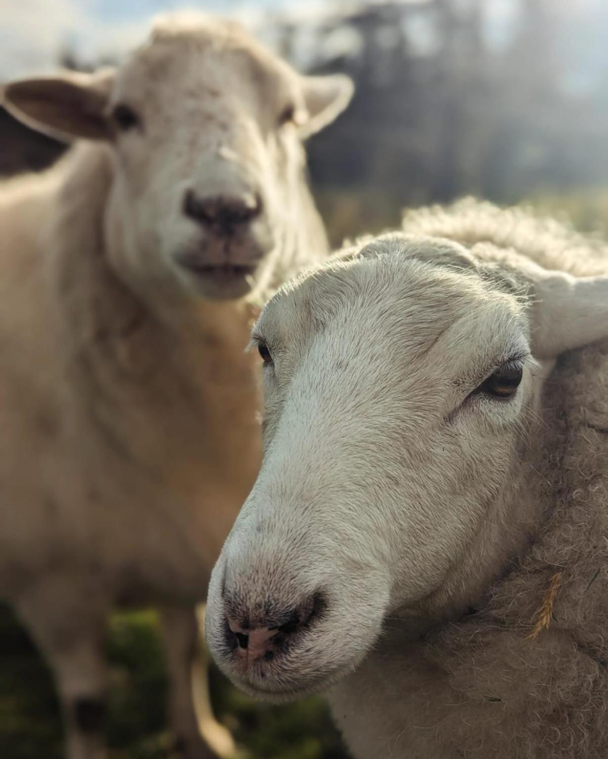 Woodside Farm Country Inn Суук Екстериор снимка